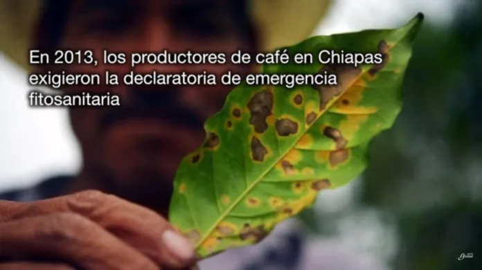 Café de Chiapas - UNAM Global