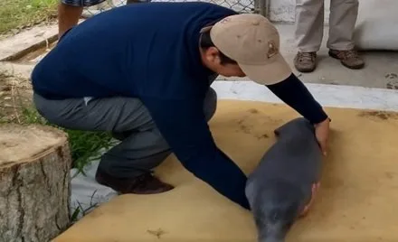 Cría de manatí es rescatado en Catazajá (2)