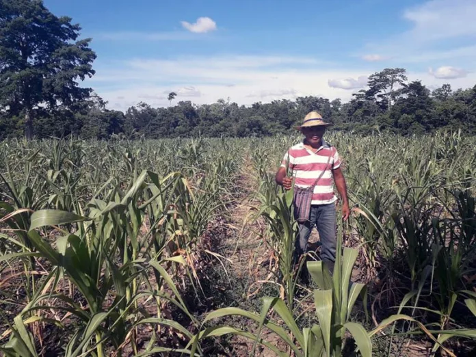 milpa3
