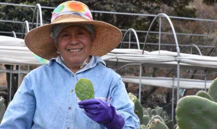 Portada Nopal