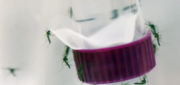Dengue