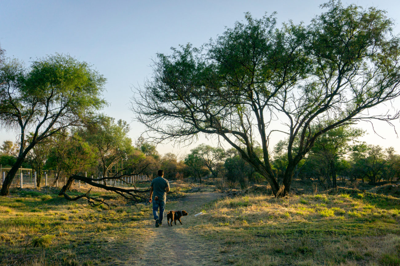 La Pona, bosque de mezquite.