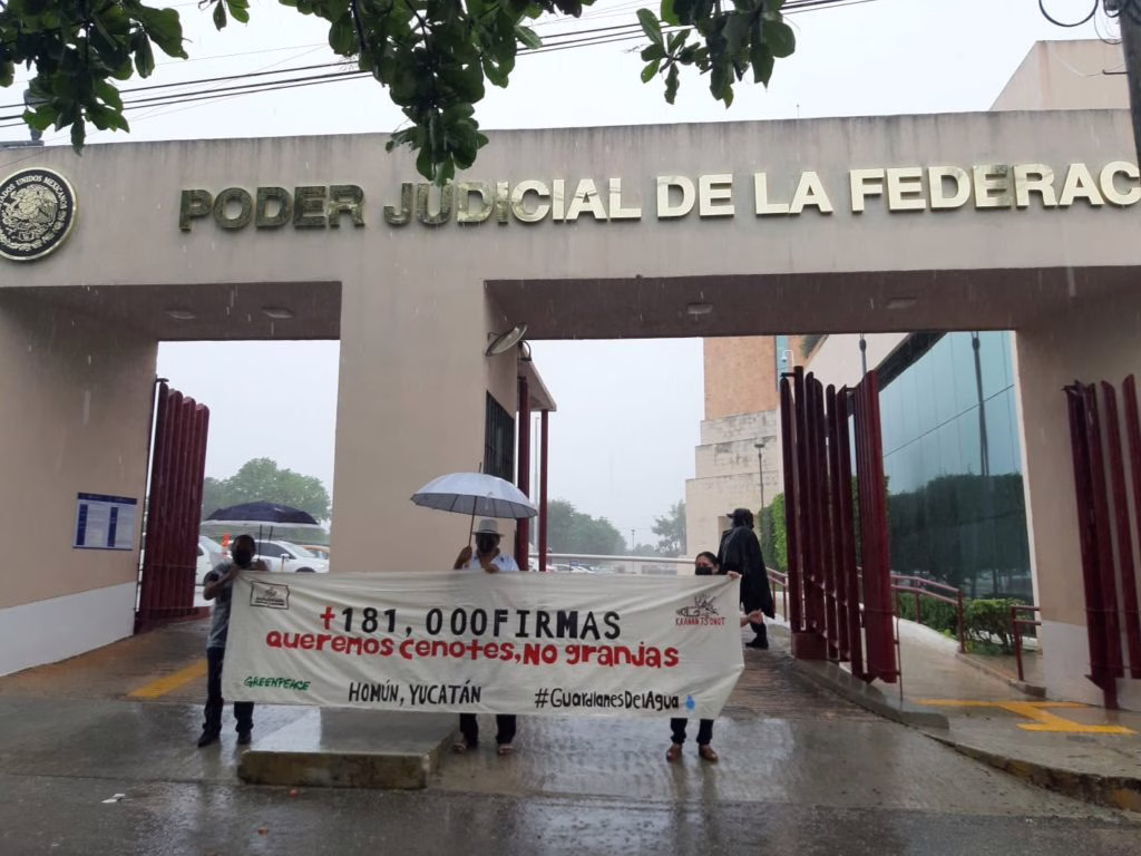 mail Previo a que el Juez Segundo de Distrito, Rogelio Leal Mota, decida si retira o no la suspensión de operaciones de la mega granja porcícola de Homún, integrantes de Kanan ts’ono’ot (Guardianes de los Cenotes) y representantes de la infancia de Homún, junto con Greenpeace México e Indignación entregaron más de 181 mil firmas digitales contra las afectaciones de las fábricas de cerdos.