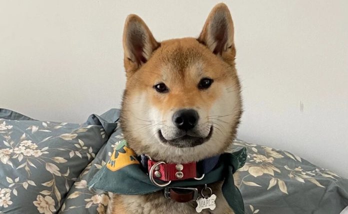 Maple