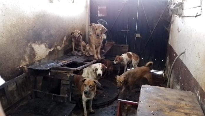 Rescatan a 95 perros en Nezahualcóyotl Perros Nezhualcóyotl