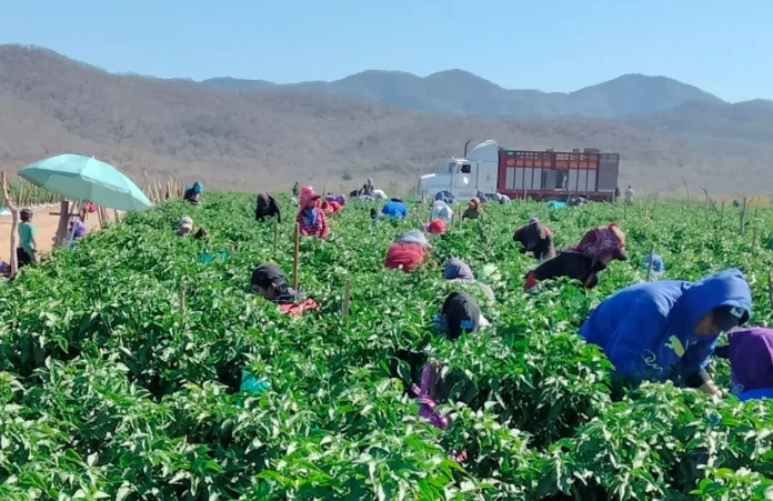 341090271_145351358399243_8783785647113973906_n Denuncian discriminación y abuso en campos agrícolas de México