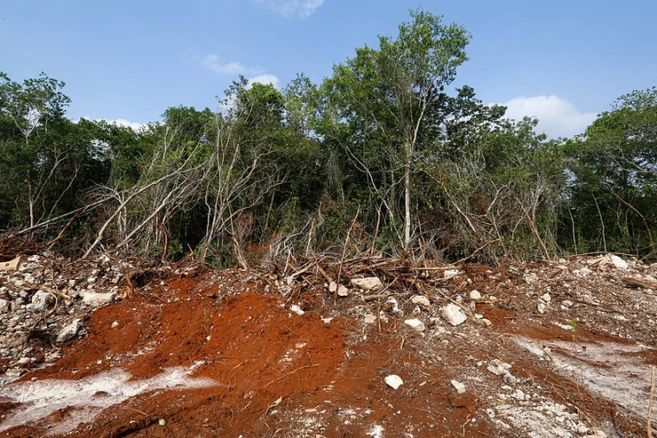 Ecocidio en Quintana Roo por Tren Maya
