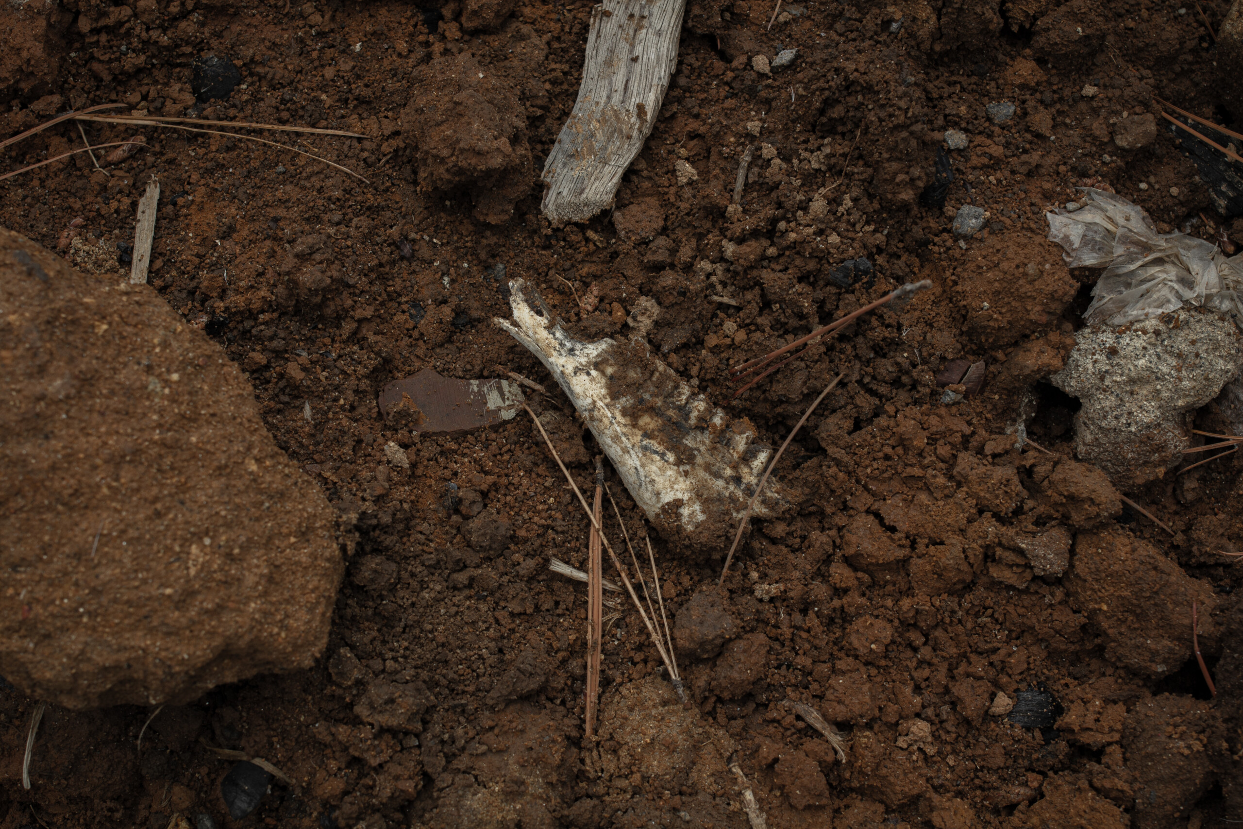 Una aguja en un pajar: Buscar a una persona desaparecida en el Ajusco