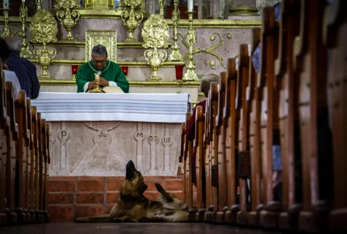 Perro Perro