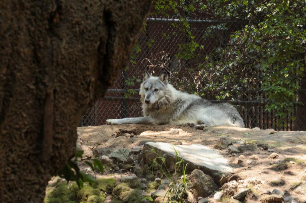 El zoológico de Chapultepec "Alfonso L. Herrera" celebra 100 años