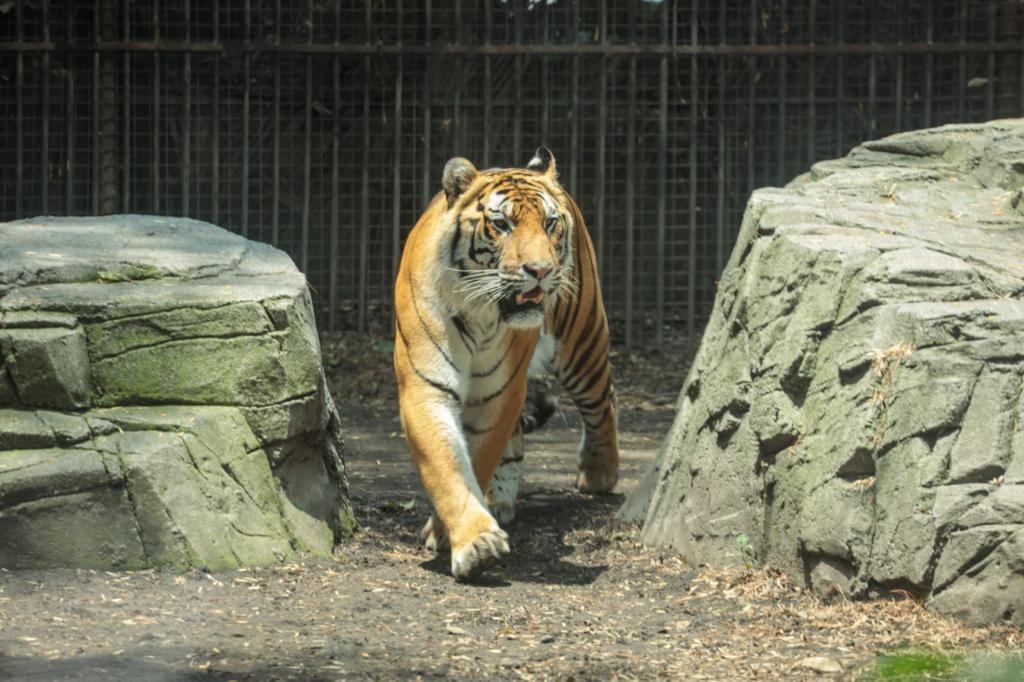 El zoológico de Chapultepec "Alfonso L. Herrera" celebra 100 años