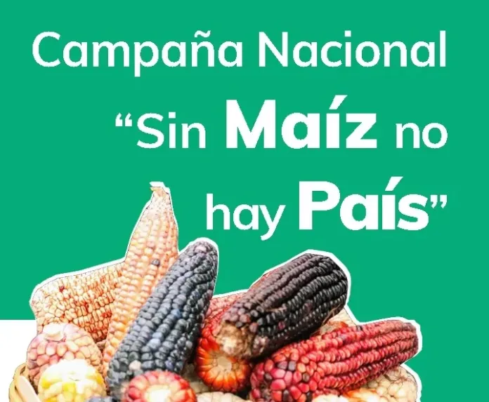 maiz
