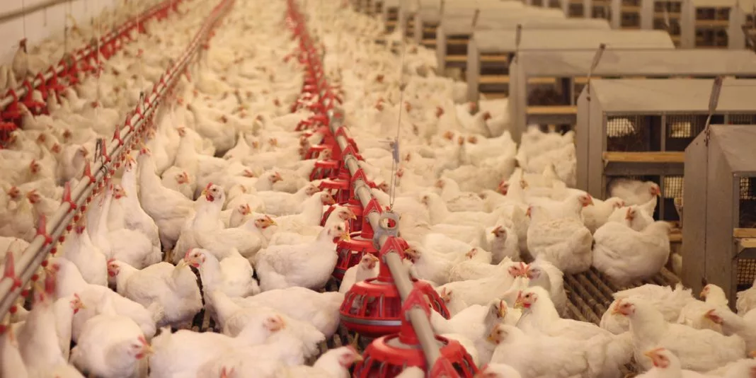 Suspenden granja avícola de Bachoco en Yucatán
