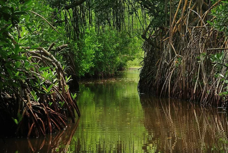 Entregan cuyutlanenses pliego petitorio a la gobernadora de Colima Indira Vizcaíno para proteger el manglar