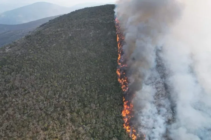 Frente a los incendios forestales en Oaxaca, “la respuesta de las autoridades estatales y federales ha sido tardía", denunció Plataforma de Derechos Humanos mediante un comunicado.