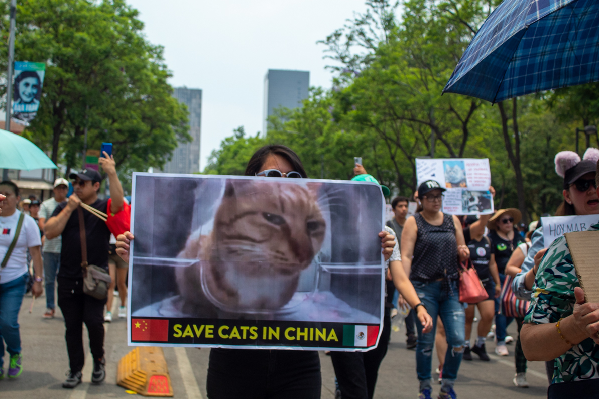 Tras los hechos recientes sobre la tortura de gatos en China, defensores de los animales marcharon desde el Ángel de la Independencia hasta Palacio Nacional, para denunciar la crueldad animal en el país. A su vez, se exhibieron actos hacia los animales de santería en el Mercado de Sonora y negligencia a causa del Tren Maya, en México.