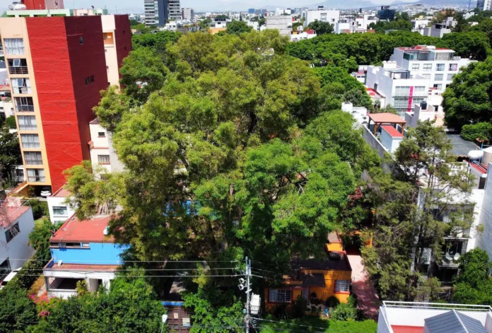 666b7749e06e7364086608 Declara Gobierno Capitalino al Árbol “Eugenio” como Patrimonio Natural y Cultural de la Ciudad de México