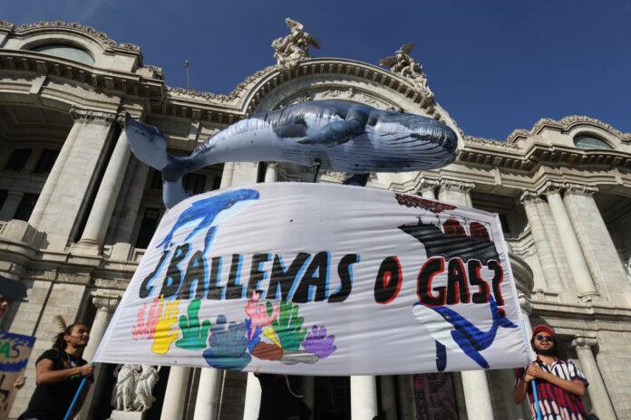 Con Festival en el Zócalo exigen a Sheinbaum que proteja a las ballenas