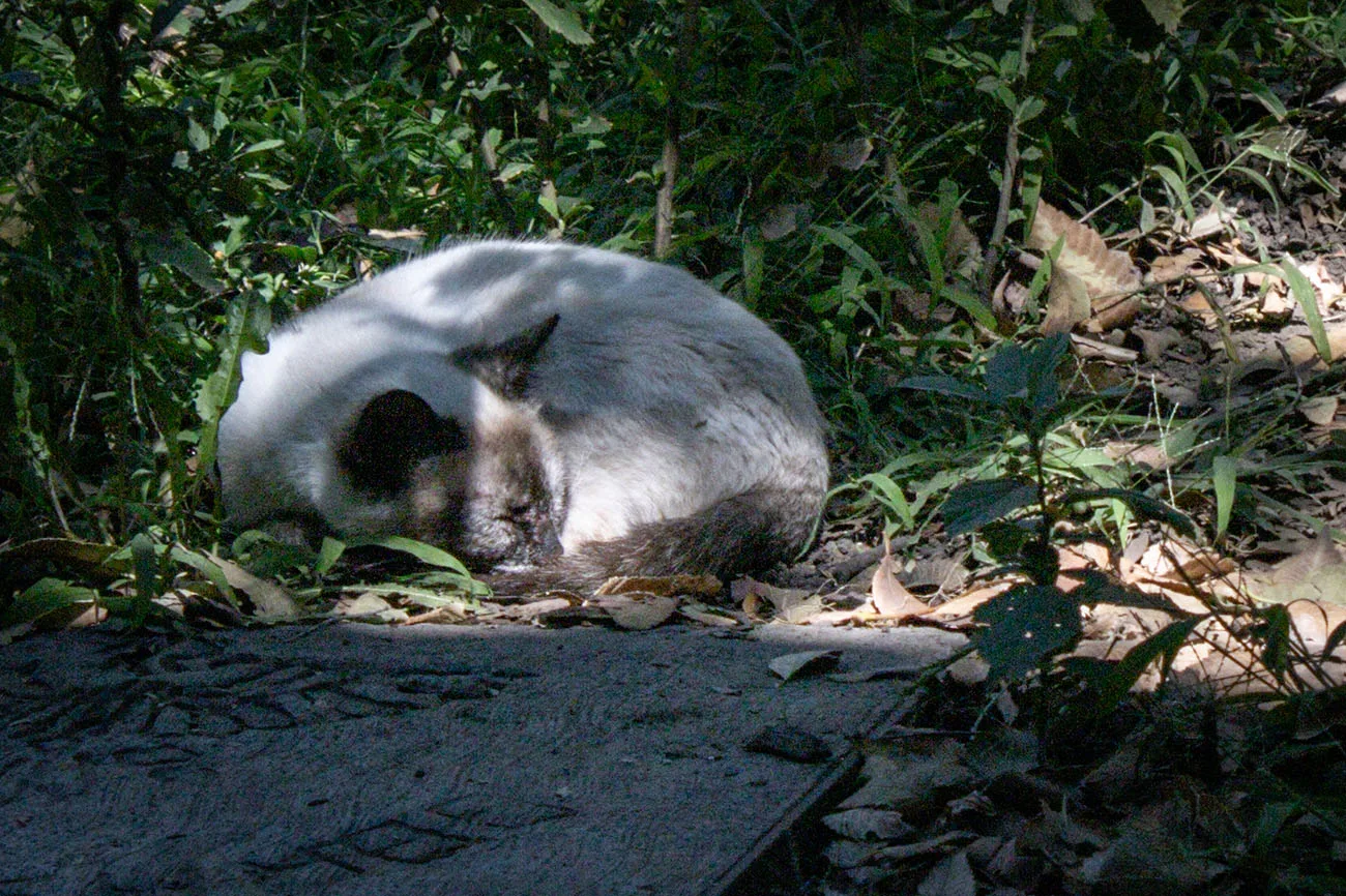 El Museo Panteón de San Fernando presentó la segunda edición de "Gatotitlán otoño 2025", festival que busca concienciar sobre la importancia de bienestar felina para promover una ciudad más animalista y libre de maltrato.