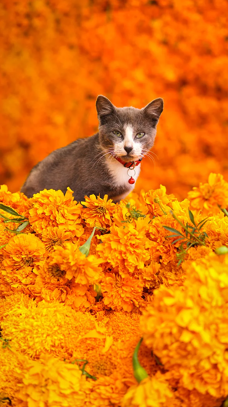 Entre flores, velas y aromas: así se vive el Día de Muertos en el Mercado Jamaica