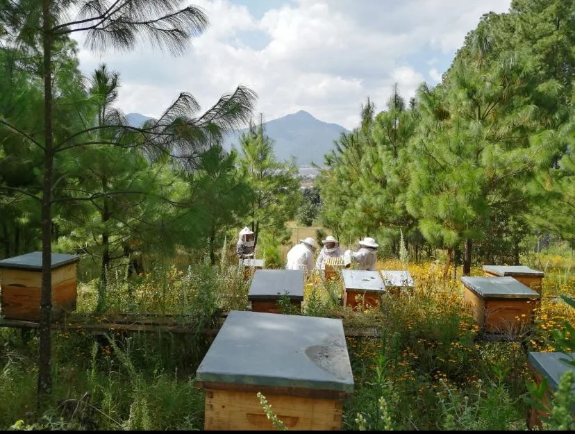 En Nahuatzen, las abejas también son defensoras del territorio