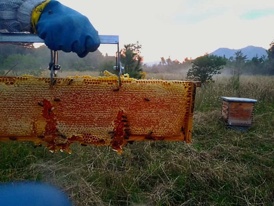 En Nahuatzen, las abejas también son defensoras del territorio