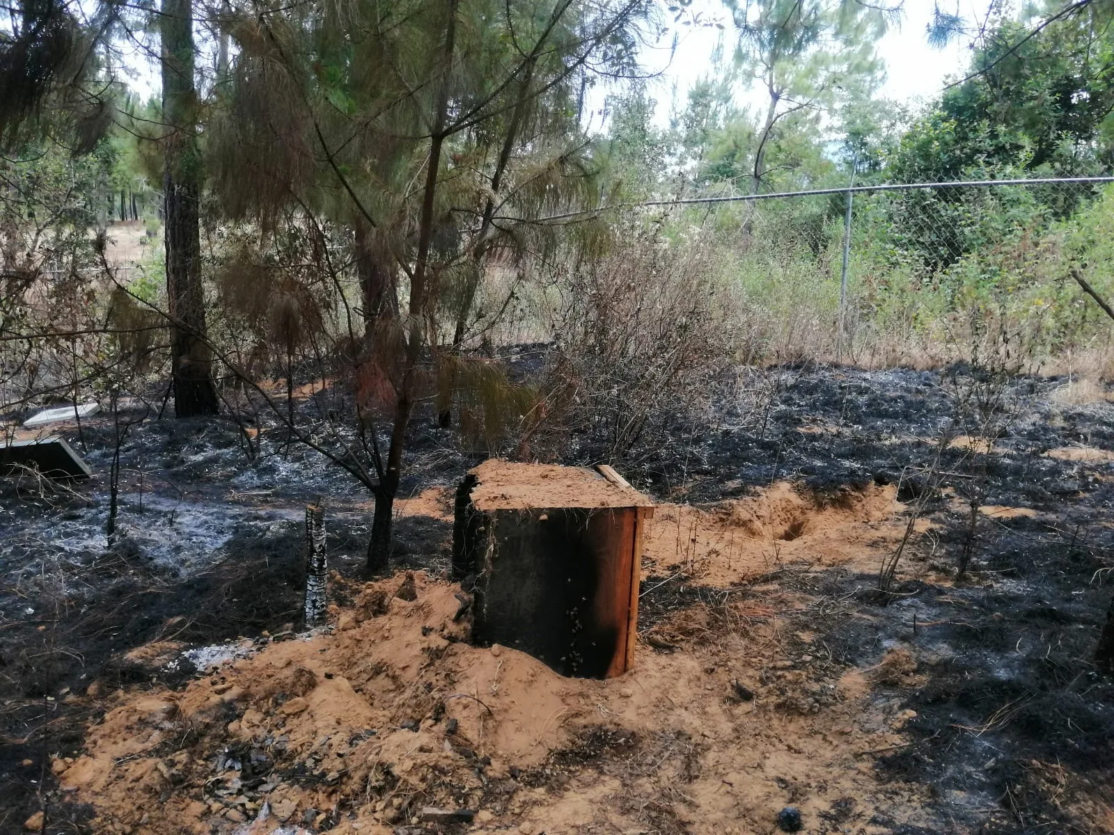 En Nahuatzen, las abejas también son defensoras del territorio