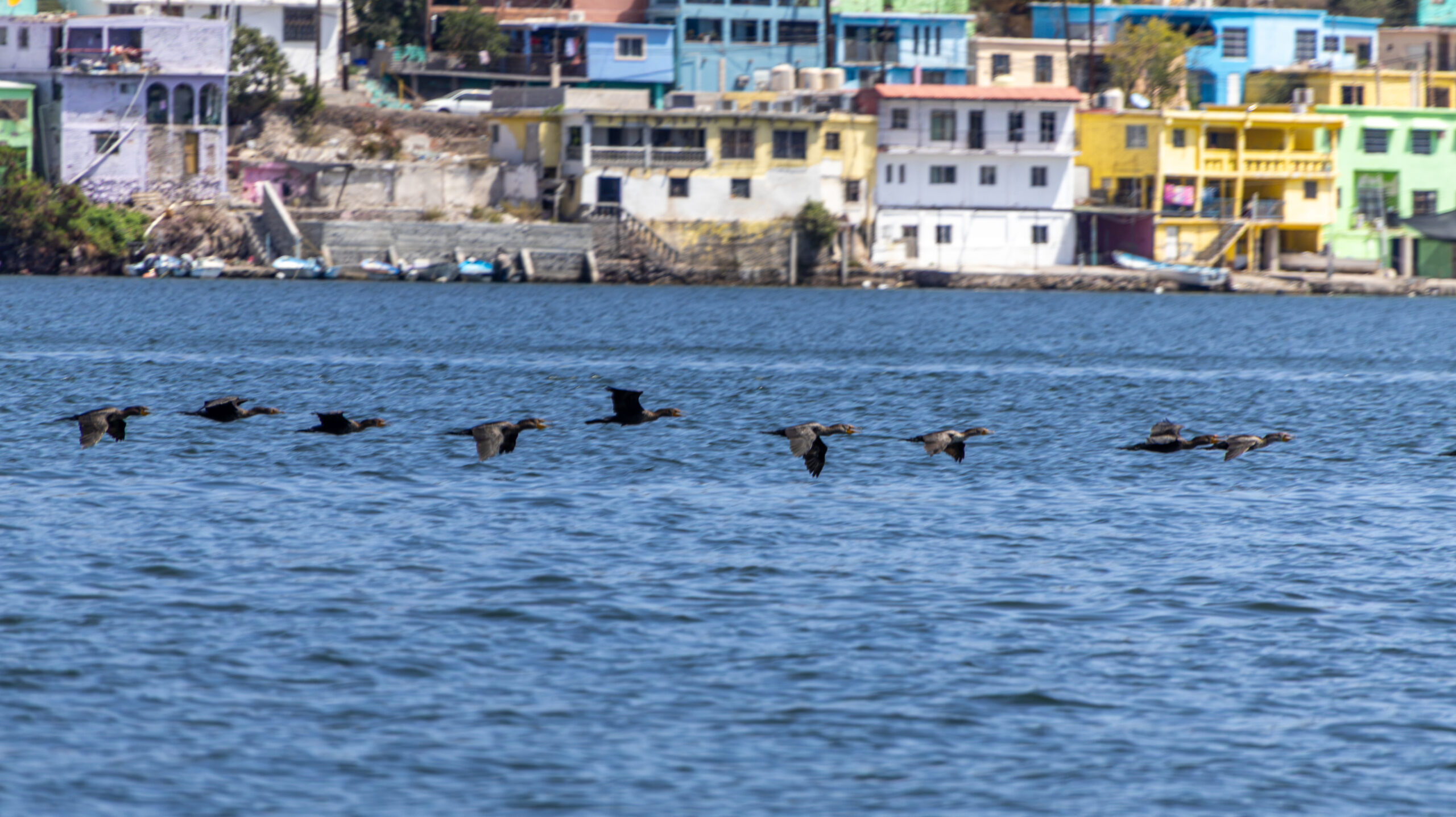 Resistencia mayo-yoreme contra planta de amoniaco en Topolobampo
